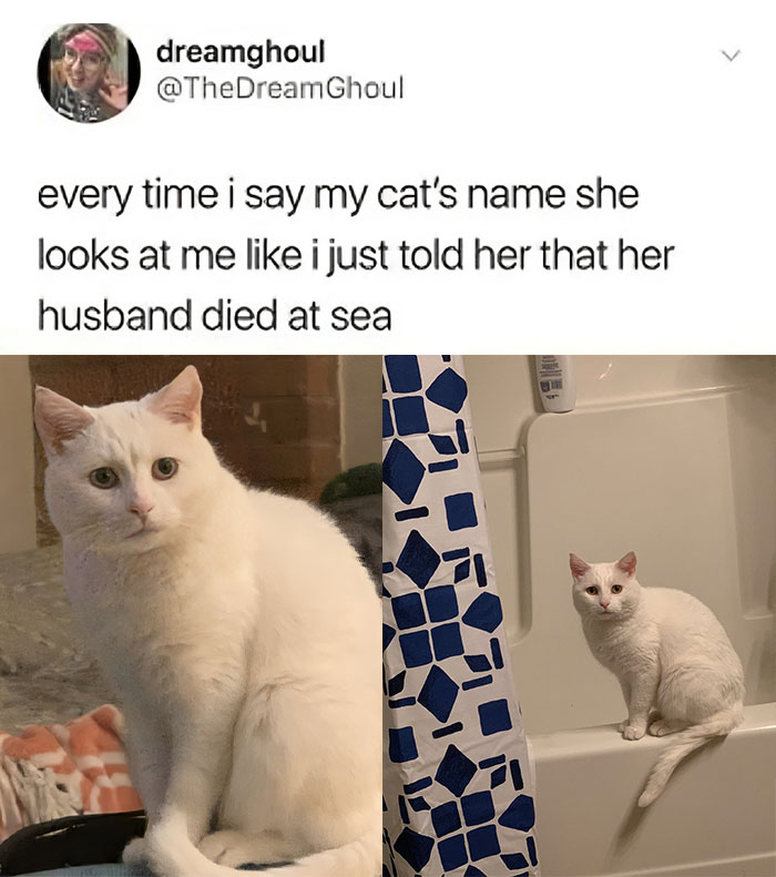 Cabbage-Cat-Memes