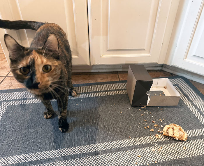 Not That I Was Going To Eat It Off The Floor, But It Really Adds Insult To Injury That She Ate The Frosting Side