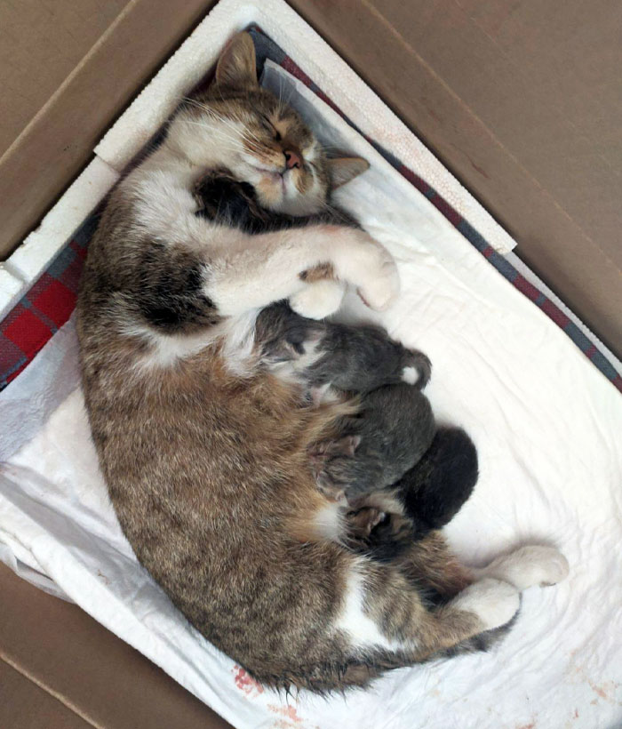 Today Our Cat Gave Birth To 4 Kittens, And Her Blissful, Exhausted Face While Hugging Her Baby Is One Of The Most Beautiful Things I've Seen