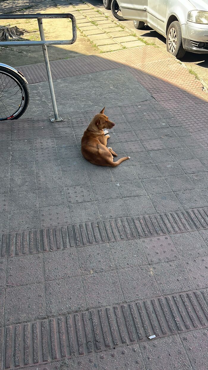 This Loyal Dog Spent 9 Days By The Hospital, Hoping For A Reunion With His Owner