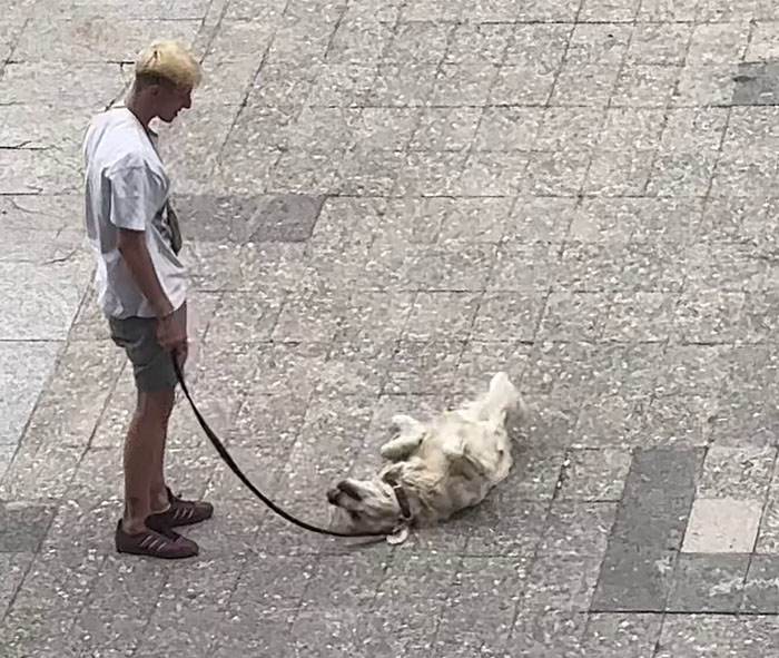 Video Of Guy Trying To Convince His Dog To Keep Walking Home Goes Viral As The Dog Refuses To Move