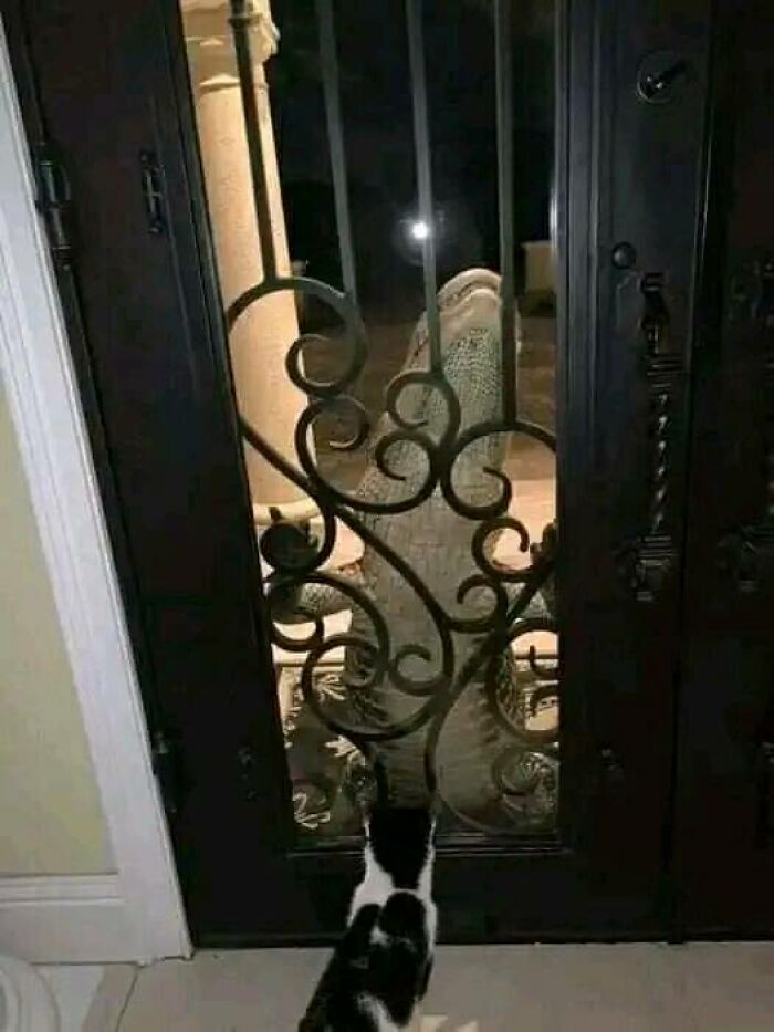 A Family In Sarasota, Florida, Heard A Noise At Their Front Door And This What They Found