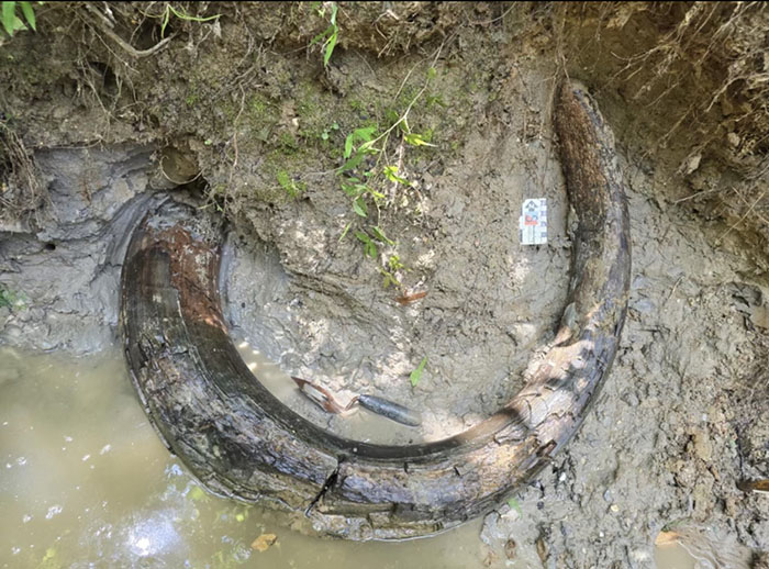 Man Goes Viral Online After His Exploration Walk Turns Into A Massive Mammoth Tusk Discovery