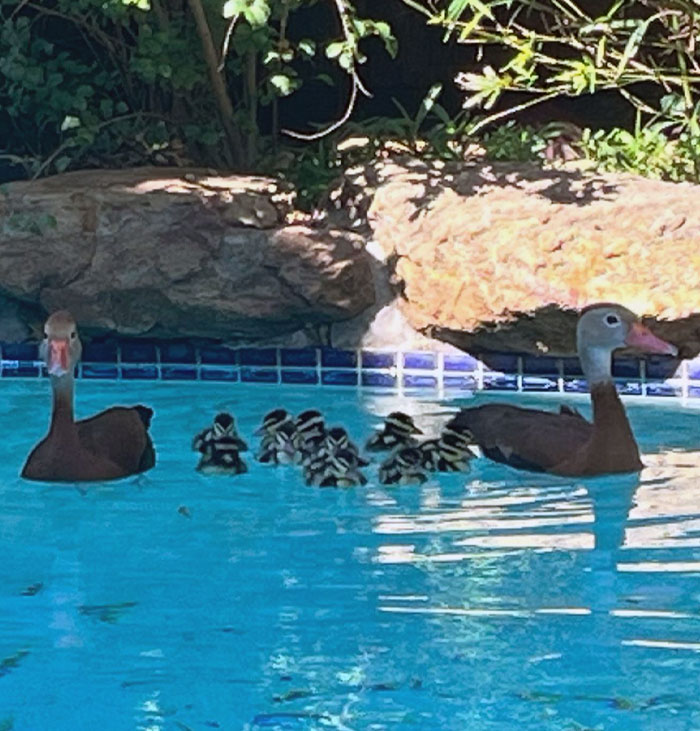 A Family Of Ducks Has Moved Into Our Pool