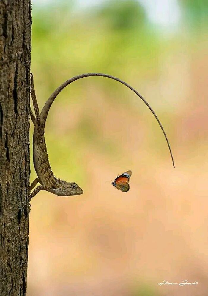 This Stunning Image By Shelly Collins Captures A Truly Magical Moment In Nature: A Curious Lizard Stretches Its Body In An Almost Impossible Arc, Mesmerized By A Vibrant Butterfly Fluttering Nearby