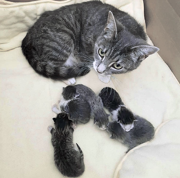 Mommy And Her Little Kittens