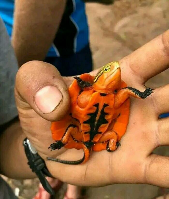 Tortuga naranja encontrada en la jungla vietnamita