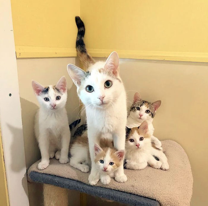 My Local Society For The Prevention Of Cruelty To Animals Had A Box Of Cats Dropped Off At Their Door, And These Babies Were Inside