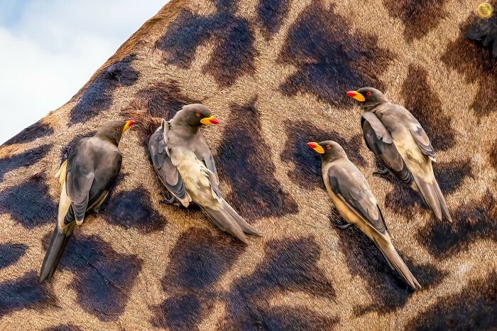 A Happy Flock By Monica L Corcuera