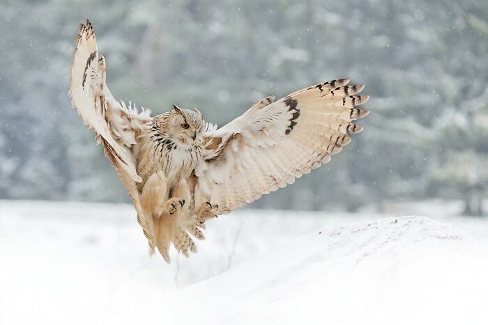 I Am Landing By Jiri Svestka