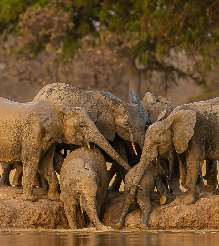 Family Bonds By Ricardo Ferreira