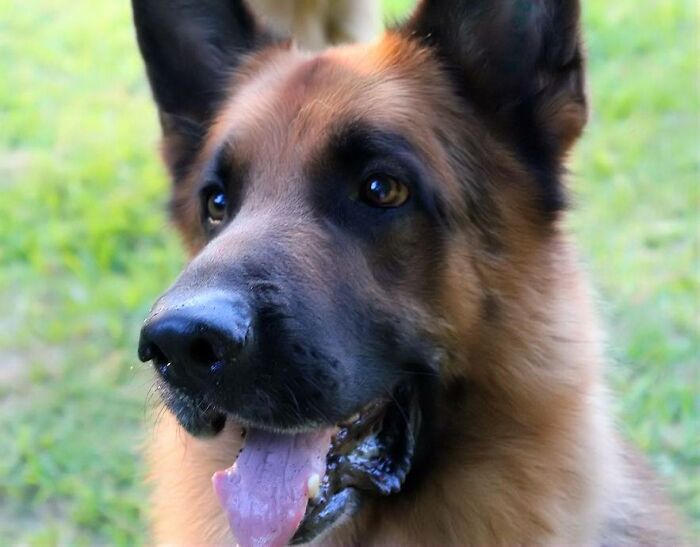 Male I Had A Long Time Ago. This Photo Was Submitted And Chosen For A Calendar For German Shepherds Years Ago!