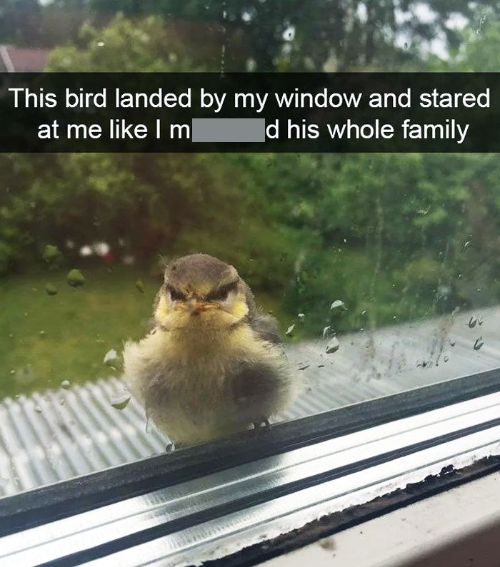 He's Mad Because It's Raining And You Won't Let Him Inside