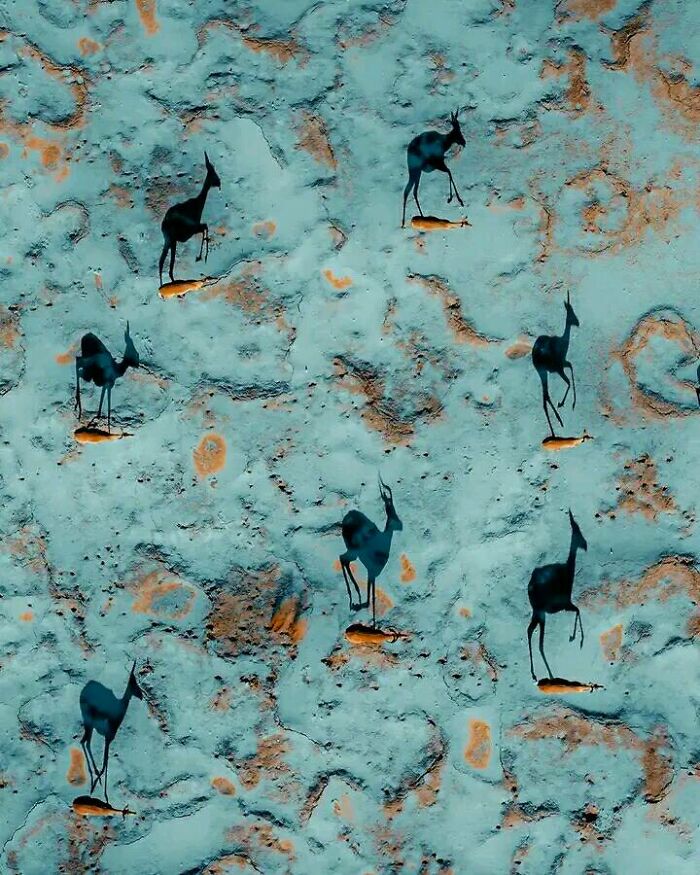 Gazelles And Their Shadows, Galloping Over The Namib Sands 📷: Solly Levi Photography