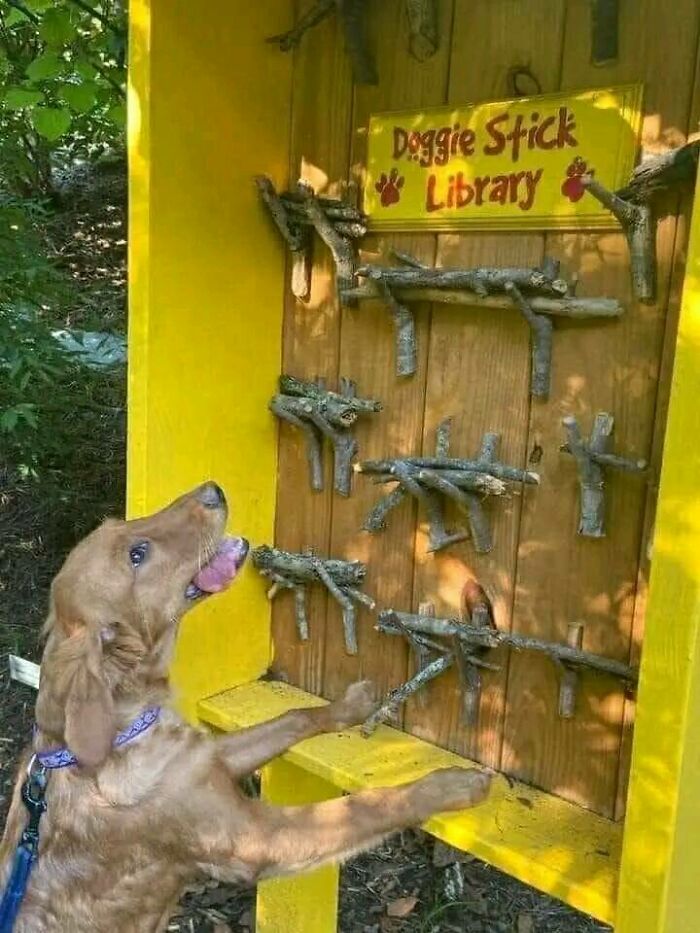 The World Needs More Doggie Stick Libraries