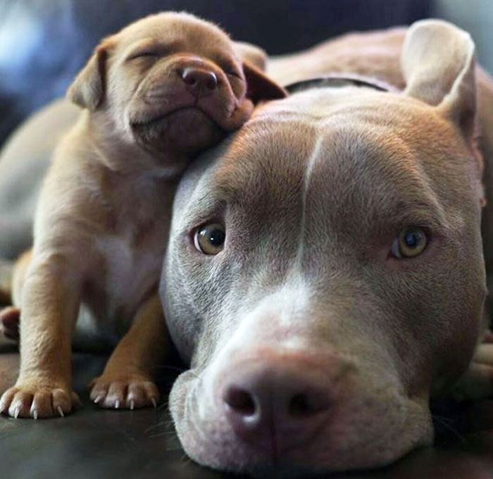 Peaceful Pitbull Pup Propped On Parent