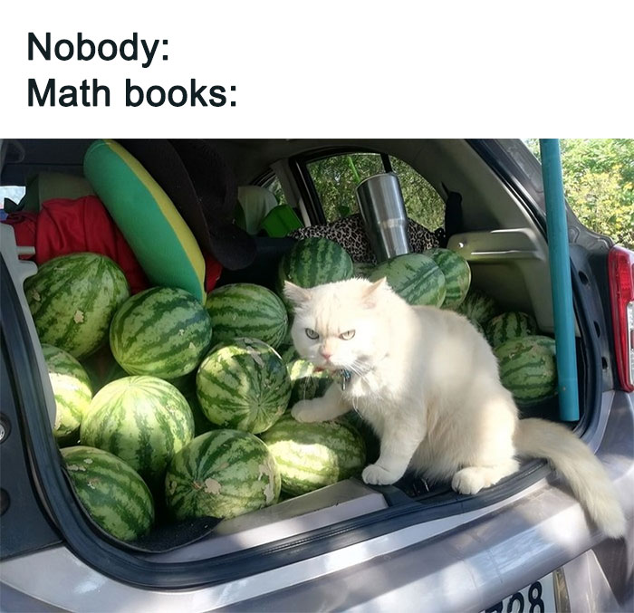 Cabbage-Cat-Memes