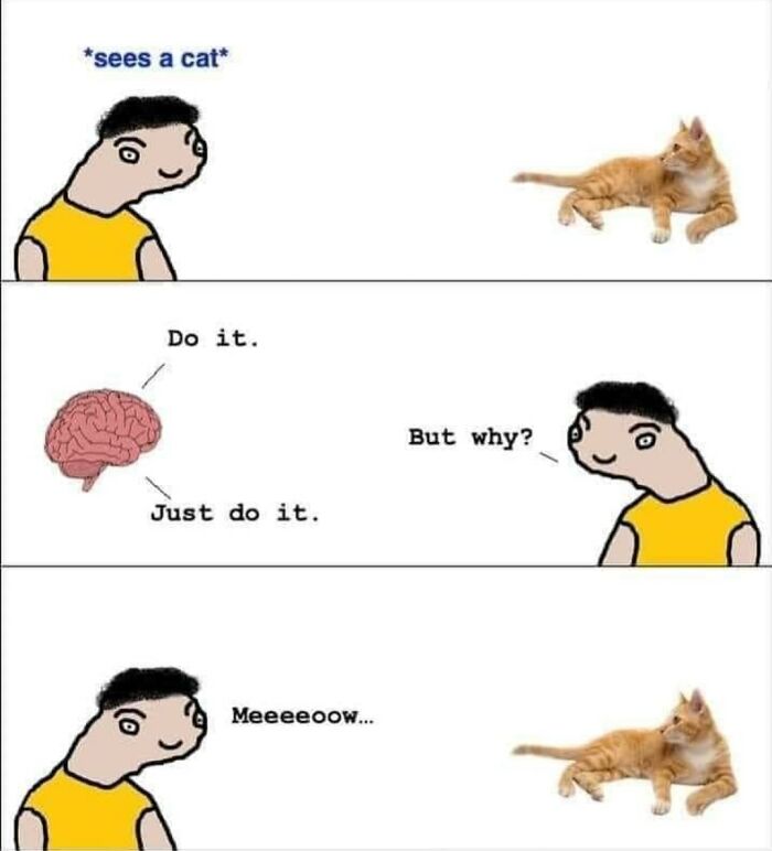 Memes-Pics-I-Wish-I-Could-Tag-My-Cat-In