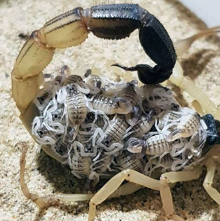 Baby Scorpions Have Very Soft Exoskeletons. They Crawl Up Onto Their Mother's Back And Ride There For 10 To 20 Days Until Their Exoskeleton Gets Strong Enough