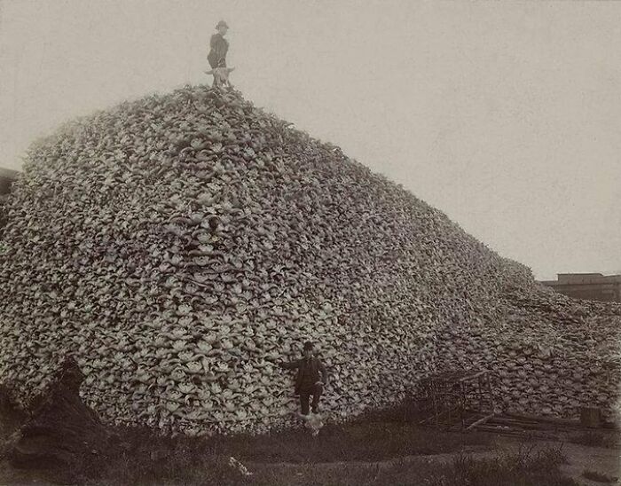 Tomada en la fábrica de Michigan Carbon Works en Rougeville, la pila de cráneos de bisonte en esta foto estaba programada para ser procesada y utilizada en la fabricación de productos como pegamento de hueso, fertilizante, ceniza de hueso, y carbón de hueso.