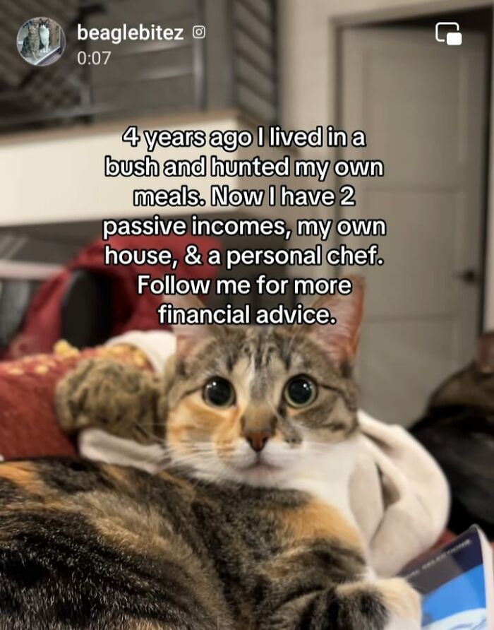 Cat meme with feline attitude, showing a cat with humorous text about financial success.