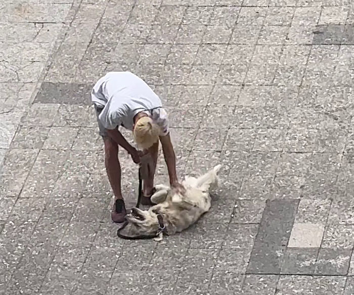 Video Of Guy Trying To Convince His Dog To Keep Walking Home Goes Viral As The Dog Refuses To Move