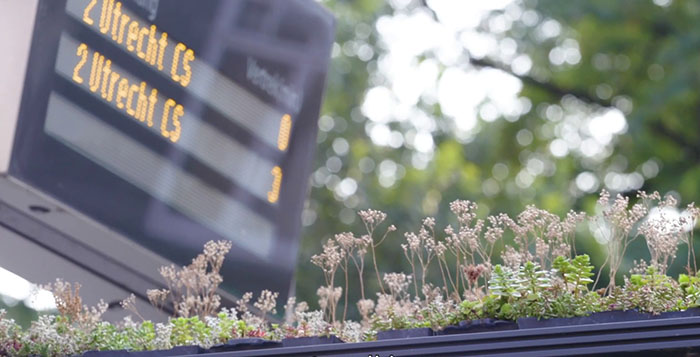 People Online Are Amazed By Dutch City That Recently Installed Over 300 Green-Roofed Bus Stops