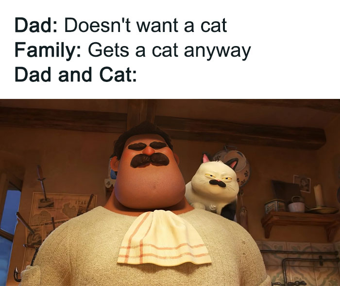 Cabbage-Cat-Memes