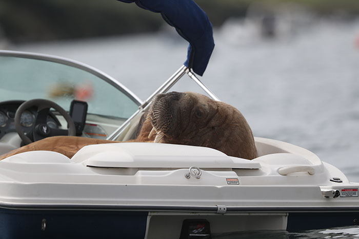 Netizens Can’t Get Enough Of This Walrus Who Was Given His Own Raft So He Would Stop Sinking Boats