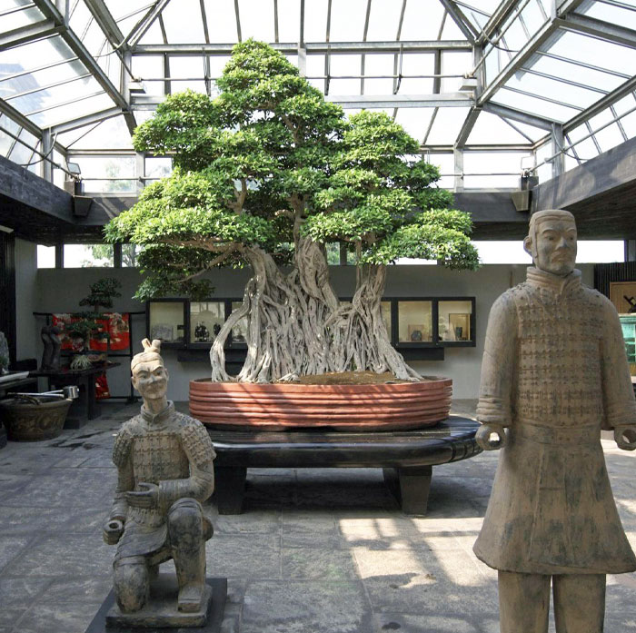 El Ficus Retusa Linn, el bonsái más antiguo del mundo, tiene más de 1000 años. Museo del Bonsái de Crespi, Italia