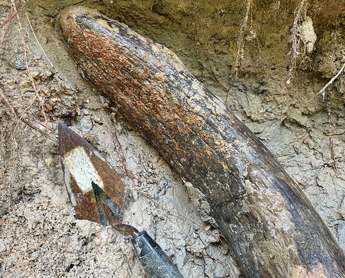 Man Goes Viral Online After His Exploration Walk Turns Into A Massive Mammoth Tusk Discovery