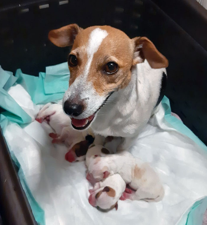 My Brother's Dog Looks So Proud After Giving Birth To 5 Puppies Last Night