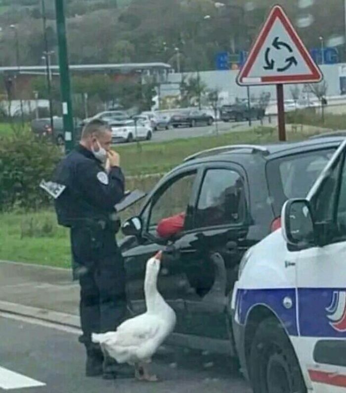 "We Are Running Low On Dogs, So The Goose Here Is Gonna Check Your Car"