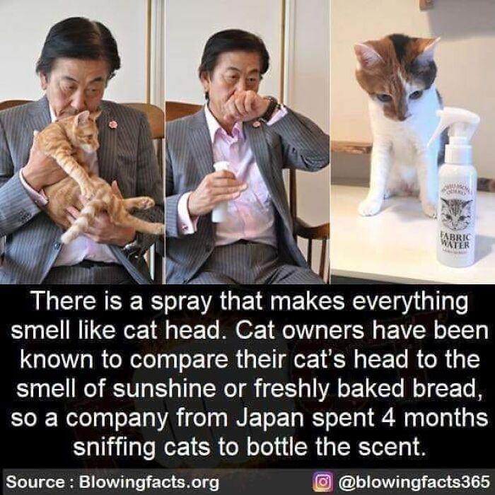 Man enjoying hilarious cat meme moment, sniffing a ginger cat, with text about a cat scent spray.