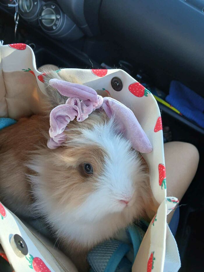 Dupsy On Her Way To The Vet