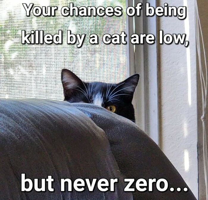 Funny-Cats-Being-Jerks-Memes