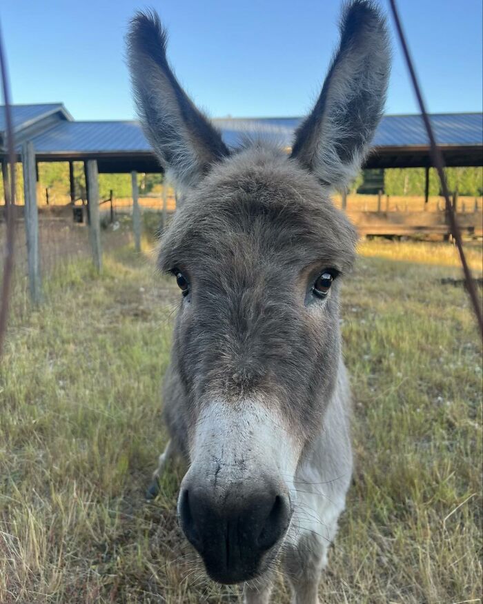 A Touching Story Of A Sad Donkey Whose Ball Popped  But People Made Sure He ll Never Be Lonely Again - 74