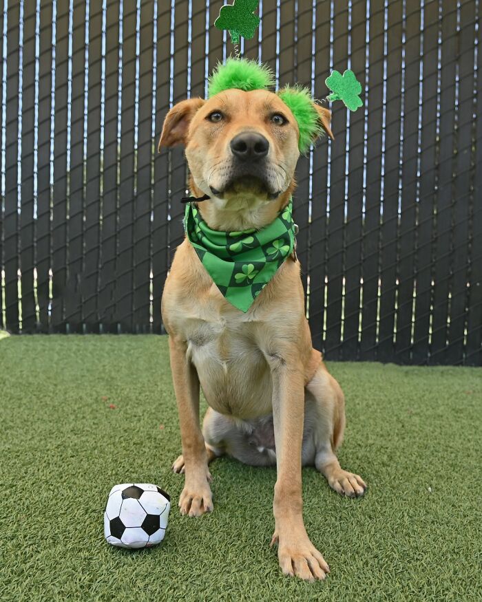 As The 2024 Summer Olympics Kicked Off In Paris, This Shelter Hosts Their Own OlymPETs