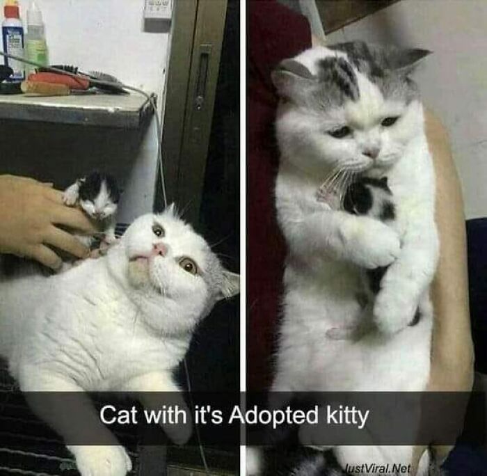 Chubby cat cuddling a small kitten, showcasing typical feline attitude.