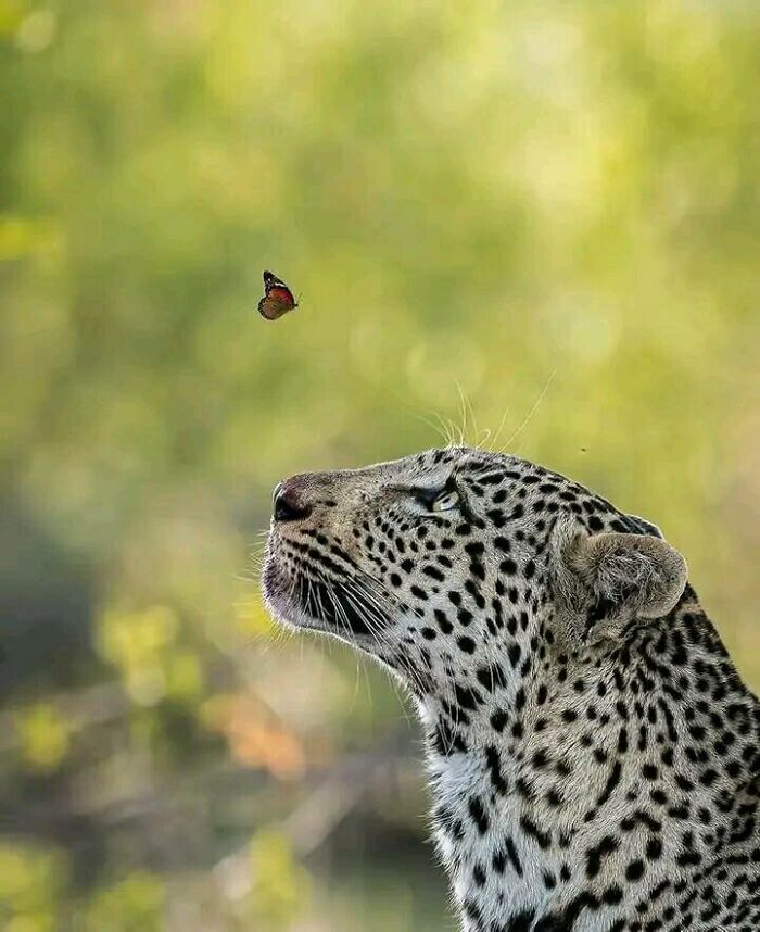 The Expression On This Leopard Is So Special