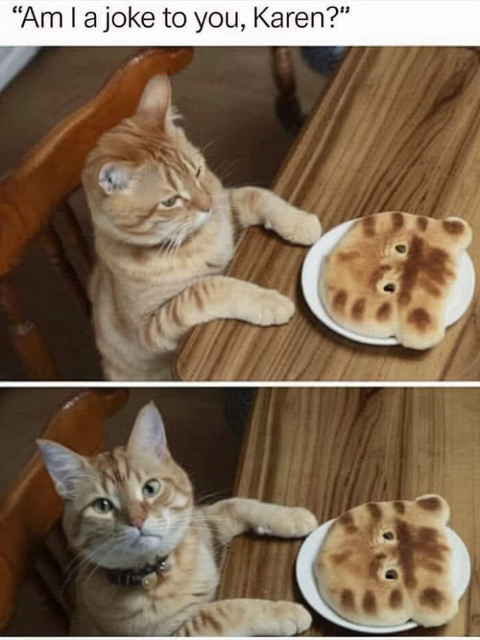 Ginger cat meme showing feline attitude, with bread resembling its face on a plate.