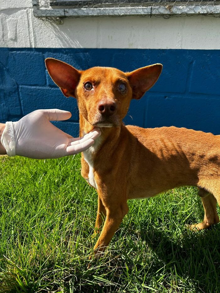 This Loyal Dog Spent 9 Days By The Hospital, Hoping For A Reunion With His Owner