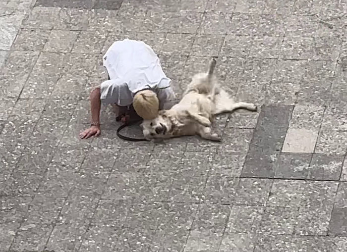 Video Of Guy Trying To Convince His Dog To Keep Walking Home Goes Viral As The Dog Refuses To Move