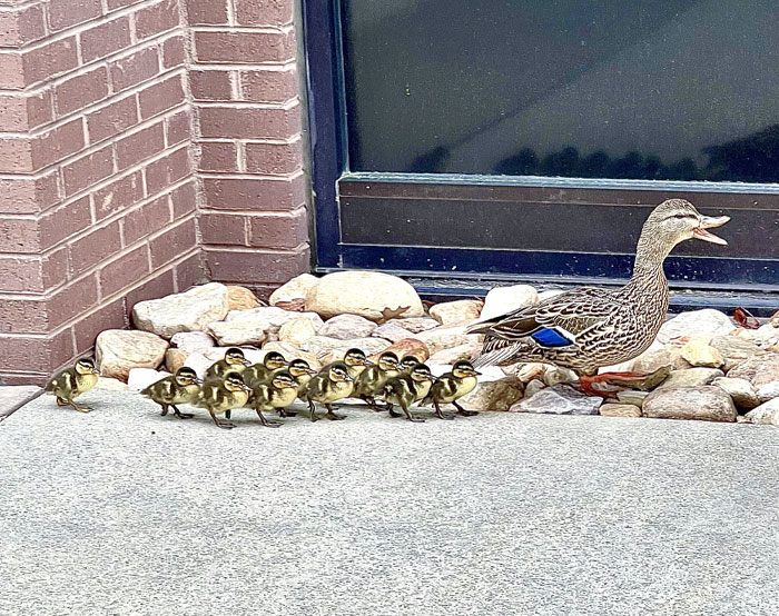 Mom And 13 Baby Ducks