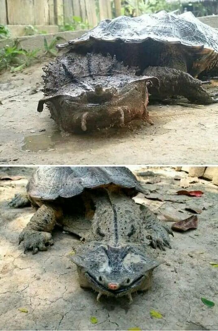 The Mata Mata Turtle. Found Mostly In South America. Its Shell Resembles Bark, And Its Head Resembles Fallen Leaves, Making It An Expert At Camouflage