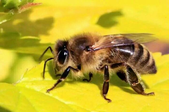 The Bee Lives Less Than 40 Days, Visits At Least 1000 Flowers, And Produces Less Than A Teaspoon Of Honey For Us