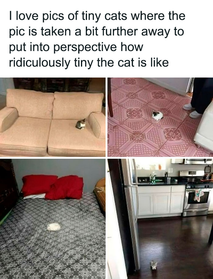 Cabbage-Cat-Memes