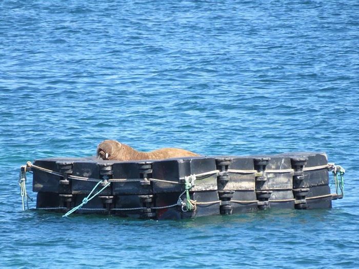 Netizens Can’t Get Enough Of This Walrus Who Was Given His Own Raft So He Would Stop Sinking Boats