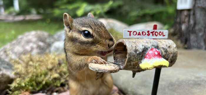 I Turned Tree Stumps Into A Chipmunk Village During The Pandemic