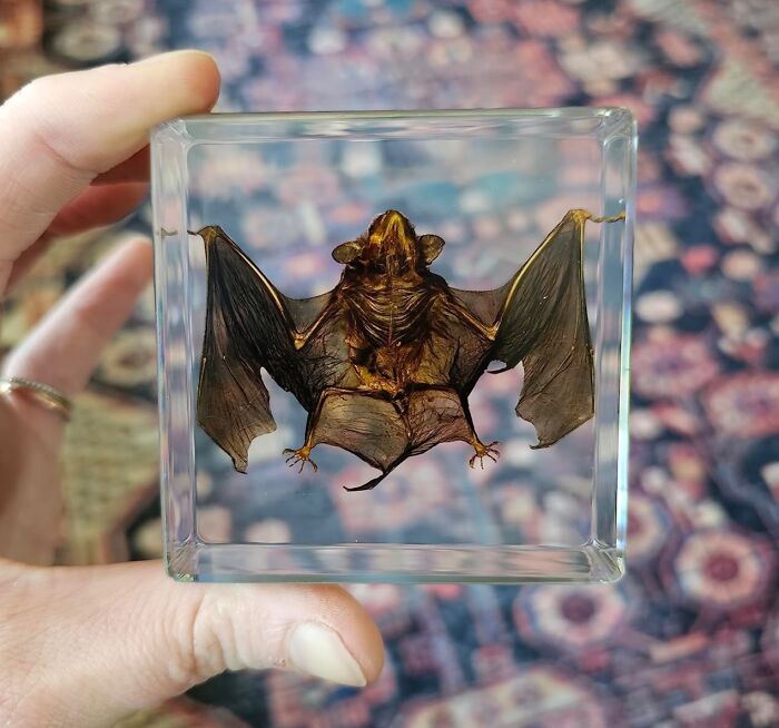 This Taxidermy Bat In Resin Is A Conversation-Starting Curio For Your Coffee Table, Adding A Touch Of The Gothic To Your Home Decor